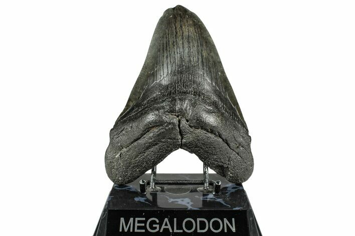 Fossil Megalodon Tooth - South Carolina #358959